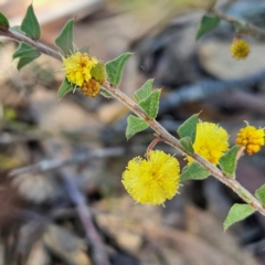 Acacia gunnii (Ploughshare Wattle) at Bombay, NSW - 24 Aug 2024 by MatthewFrawley