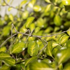 Unverified Stick insect (Phasmatodea) by MarkT