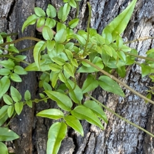 Jasminium polyanthum at Jerrabomberra, NSW - 24 Aug 2024