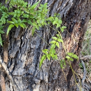 Jasminium polyanthum at Jerrabomberra, NSW - 24 Aug 2024