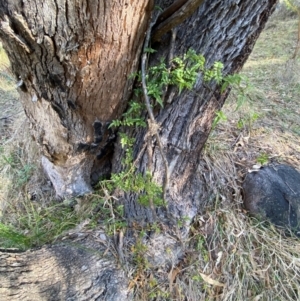 Jasminium polyanthum at Jerrabomberra, NSW - 24 Aug 2024