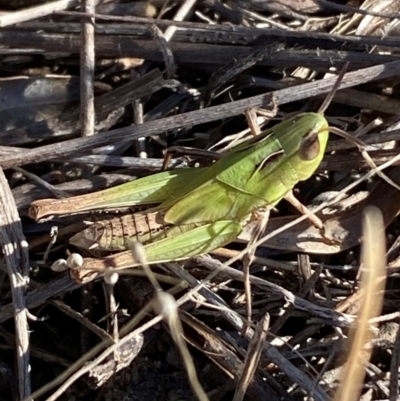 Caledia captiva (grasshopper) at Jerrabomberra, NSW - 24 Aug 2024 by SteveBorkowskis