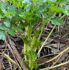 Apium graveolens (Celery) at Jerrabomberra, NSW - 24 Aug 2024 by SteveBorkowskis