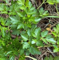 Apium graveolens at Jerrabomberra, NSW - 24 Aug 2024