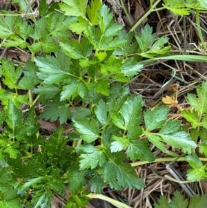 Apium graveolens at Jerrabomberra, NSW - 24 Aug 2024