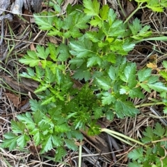 Apium graveolens at Jerrabomberra, NSW - 24 Aug 2024 04:57 PM