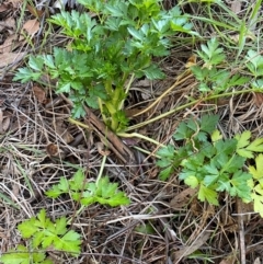 Apium graveolens at Jerrabomberra, NSW - 24 Aug 2024