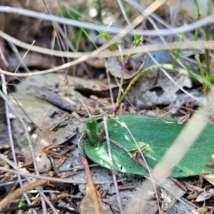 Glossodia major at Greenway, ACT - 23 Aug 2024