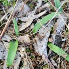 Glossodia major at Greenway, ACT - 23 Aug 2024