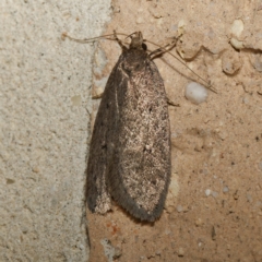 Chezala privatella (A Concealer moth) at Harrison, ACT - 20 Aug 2024 by DPRees125