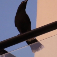 Strepera graculina (Pied Currawong) at Golden Beach, QLD - 24 Aug 2024 by lbradley