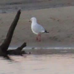 Chroicocephalus novaehollandiae (Silver Gull) at Golden Beach, QLD - 24 Aug 2024 by lbradley