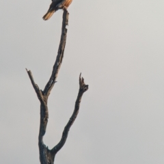 Haliastur sphenurus (Whistling Kite) at Splitters Creek, NSW - 22 Aug 2024 by Darcy