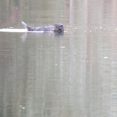 Biziura lobata (Musk Duck) at Splitters Creek, NSW - 22 Aug 2024 by Darcy