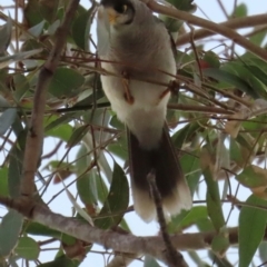 Manorina melanocephala (Noisy Miner) at Golden Beach, QLD - 24 Aug 2024 by lbradley