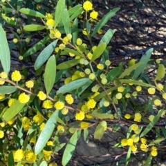 Acacia verniciflua at Hall, ACT - 24 Aug 2024 02:57 PM