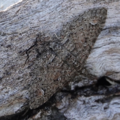 Chloroclystis filata (Filata Moth, Australian Pug Moth) at Hall, ACT - 24 Aug 2024 by Anna123