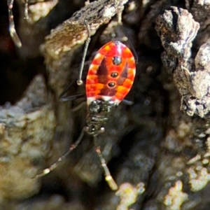 Dindymus versicolor at Ainslie, ACT - 24 Aug 2024