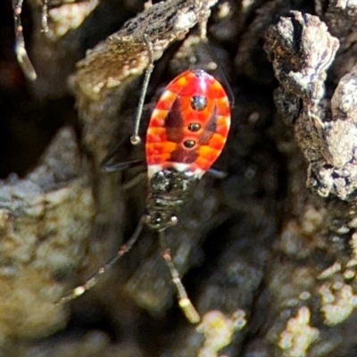 Dindymus versicolor (Harlequin Bug) at Ainslie, ACT - 24 Aug 2024 by Hejor1