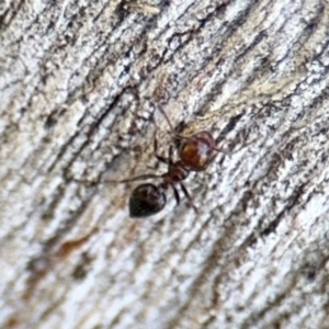 Crematogaster sp. (genus) at Ainslie, ACT - 24 Aug 2024