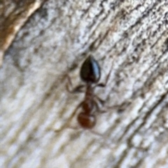 Crematogaster sp. (genus) at Ainslie, ACT - 24 Aug 2024