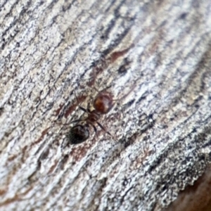 Crematogaster sp. (genus) at Ainslie, ACT - 24 Aug 2024