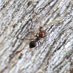 Crematogaster sp. (genus) at Ainslie, ACT - 24 Aug 2024