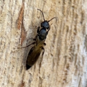 Bethylidae (family) at Ainslie, ACT - 24 Aug 2024