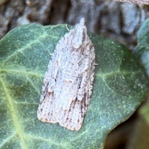 Acropolitis rudisana at Ainslie, ACT - 24 Aug 2024 03:19 PM