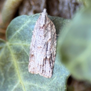 Acropolitis rudisana at Ainslie, ACT - 24 Aug 2024 03:19 PM