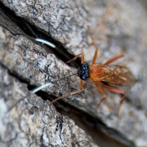 Stiromesostenus sp. (genus) at Ainslie, ACT - 24 Aug 2024