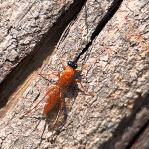 Stiromesostenus sp. (genus) at Ainslie, ACT - 24 Aug 2024