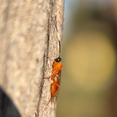 Stiromesostenus sp. (genus) at Ainslie, ACT - 24 Aug 2024