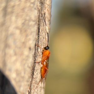 Stiromesostenus sp. (genus) at Ainslie, ACT - 24 Aug 2024