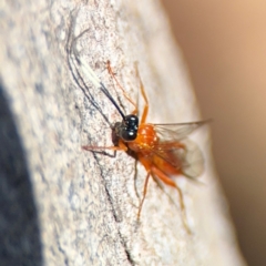 Stiromesostenus sp. (genus) at Ainslie, ACT - 24 Aug 2024