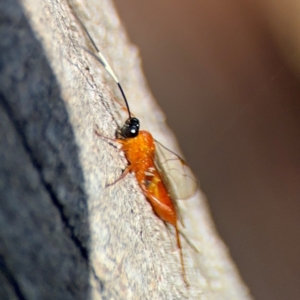 Stiromesostenus sp. (genus) at Ainslie, ACT - 24 Aug 2024