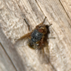 Calliphora sp. (genus) (Unidentified blowfly) at Ainslie, ACT - 24 Aug 2024 by Hejor1