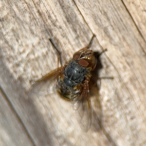 Calliphora sp. (genus) at Ainslie, ACT - 24 Aug 2024 03:12 PM