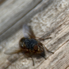 Calliphora sp. (genus) at Ainslie, ACT - 24 Aug 2024 03:12 PM