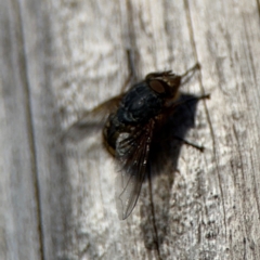 Calliphora sp. (genus) at Ainslie, ACT - 24 Aug 2024