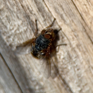 Calliphora sp. (genus) at Ainslie, ACT - 24 Aug 2024 03:12 PM