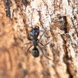 Notoncus sp. (genus) at Ainslie, ACT - 24 Aug 2024