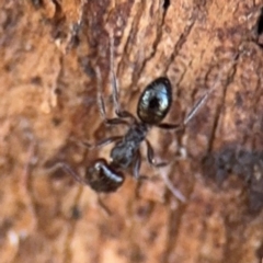 Notoncus sp. (genus) at Ainslie, ACT - 24 Aug 2024