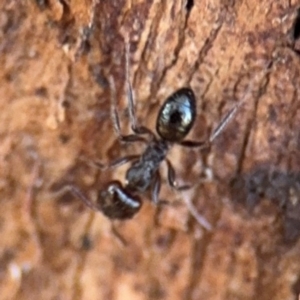 Notoncus sp. (genus) at Ainslie, ACT - 24 Aug 2024