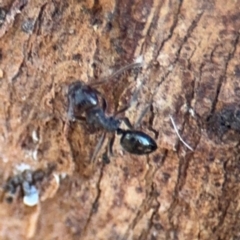 Notoncus sp. (genus) at Ainslie, ACT - 24 Aug 2024