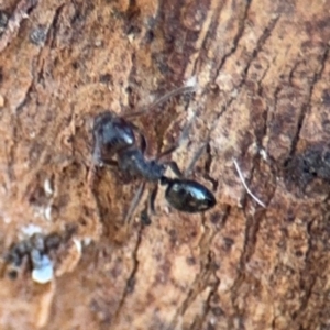 Notoncus sp. (genus) at Ainslie, ACT - 24 Aug 2024