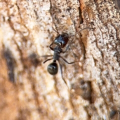 Notoncus sp. (genus) at Ainslie, ACT - 24 Aug 2024