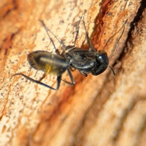 Camponotus aeneopilosus at Ainslie, ACT - 24 Aug 2024