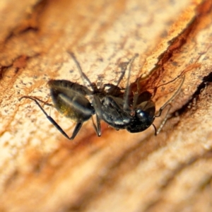 Camponotus aeneopilosus at Ainslie, ACT - 24 Aug 2024