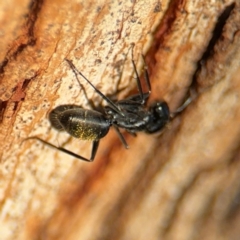 Camponotus aeneopilosus at Ainslie, ACT - 24 Aug 2024 03:08 PM